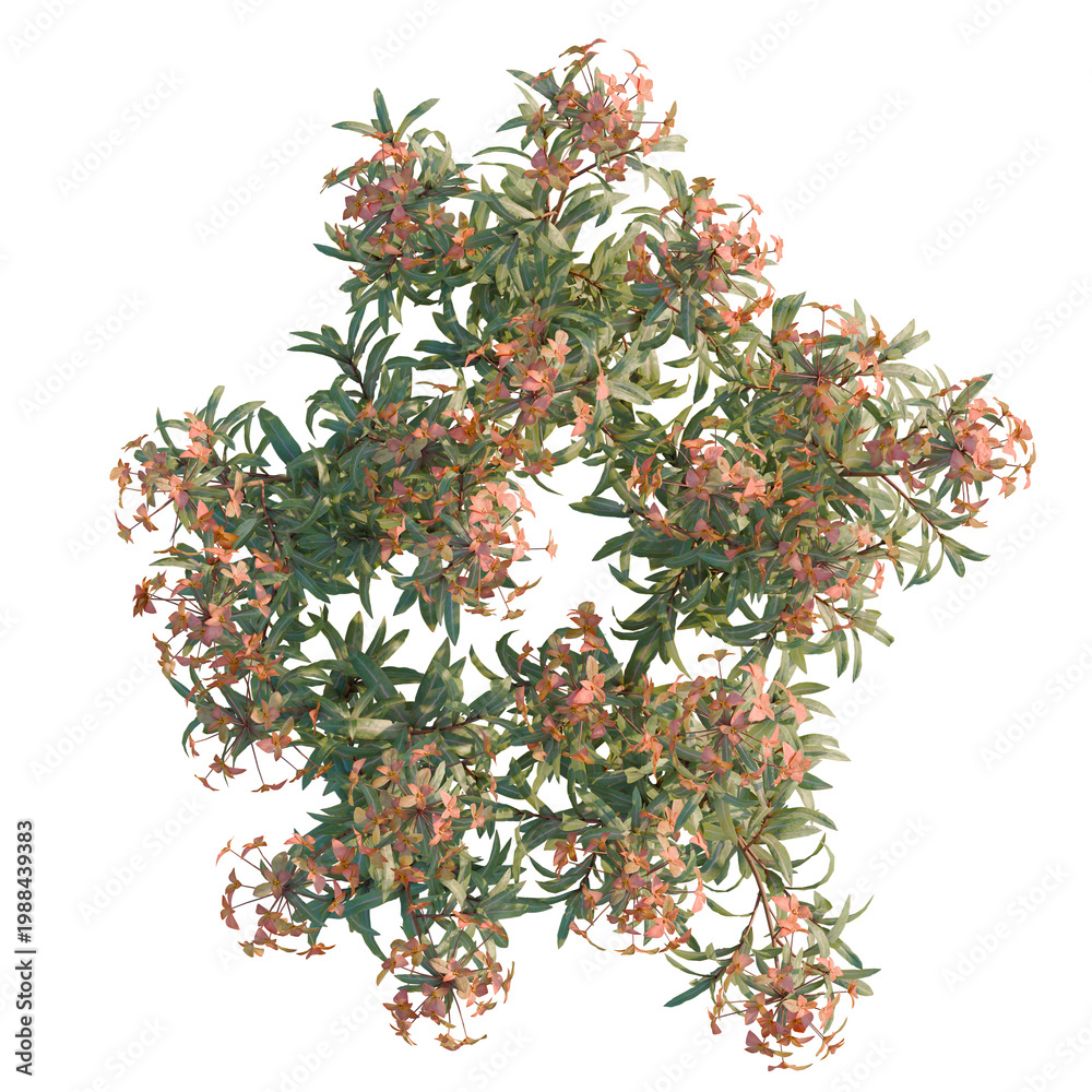 Fototapeta premium Euphorbia griffithii tree plan, top view, cutout, transparent background, isolate, Blooming Pink Flowers on Green Branches, Delicate Springtime Floral Beauty