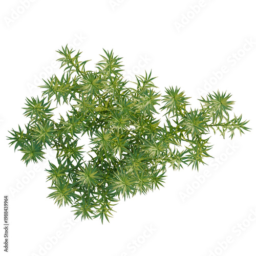 Polytrichum commune tree plan, top view, cutout, transparent background, isolate, Vibrant green fern fronds detailed close-up, natural botanical texture, lush foliage, detailed leaves