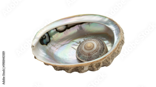 Beautiful iridescent abalone shell featuring a spiral patterned center piece displaying natural textures and vibrant shimmering colors captured in high resolution isolated on transparent background