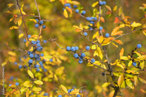 Photography Blue sloe berries (Prunus spinosa) growing on a plant in autumn