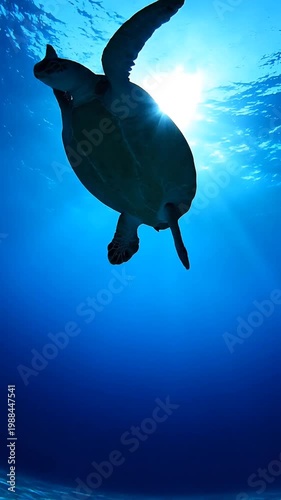 Sea turtle swimming underwater in bright blue ocean  