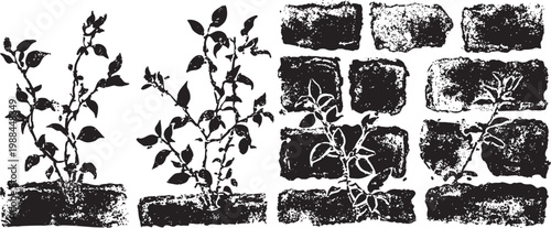 vintage botanical sketch of rose plants growing near brick wall hand drawn floral illustration with leaves and stems