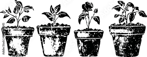 Set of four vintage potted plants with varied foliage in old textured flower pots