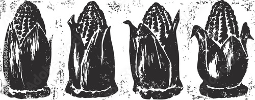 Four vintage corn cobs in different husk stages, hand drawn agricultural illustration