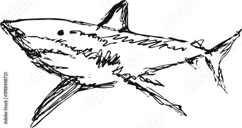 Sketch of a great white shark with rough lines showing body shape and fins in black ink