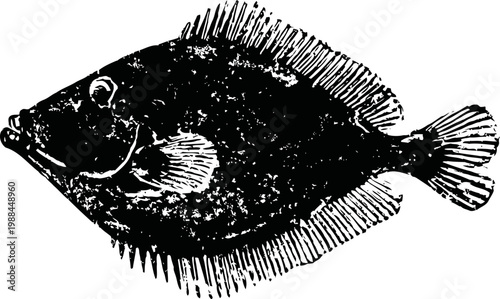 Black flatfish illustration with detailed fins and body texture, marine animal sketch