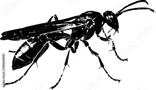 Detailed black silhouette of wasp insect with wings and segmented body parts