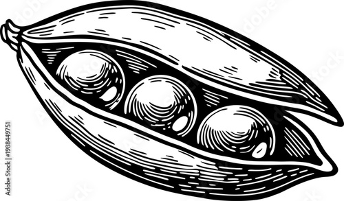 Pea pod with three peas inside hand drawn botanical illustration of fresh vegetable, garden harvest and healthy natural food
