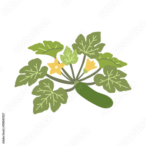 Zucchini Plant with Green Squash and Yellow Flowers Garden Vegetable Illustration Flat Cartoon Style