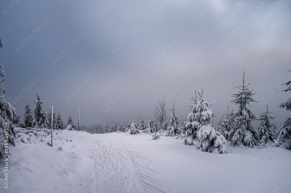 Fototapeta premium Scenic winter mountain landscape with spruce trees covered in deep snow and rime ice. Cross-country skiing tracks on a snowy ridge under a cloudy sky in the Orlicke Mountains, Czech Republic