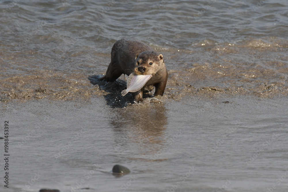 Obraz premium Otter with Flat Fish - Shetland
