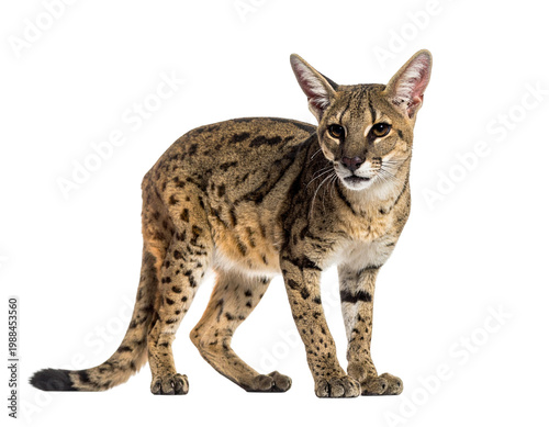 Chuska-lynx inspired creature: feline hybrid with spotted coat and alert stance