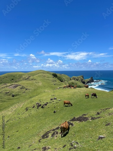 Valokuva Cows grazing on green hills at Bukit Merese, Lombok, Indonesia with turquoise oc