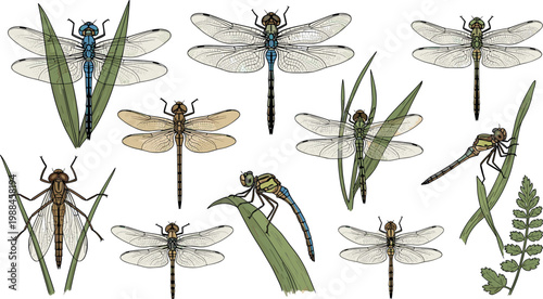 Vintage style botanical dragonfly illustration set featuring various hand drawn odonata insects perched on leaves and grass for summer nature and garden design concepts.