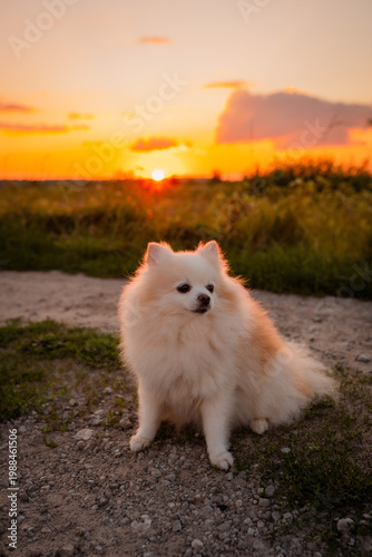 A cute and fluffy Pomeranian on a walk. A playful little dog. A beautiful sunset in a field during a trip outside the city, enjoying the fresh air.