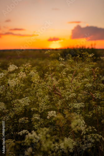 Beautiful sunset in nature in a field during a trip outside the city with fresh air.
