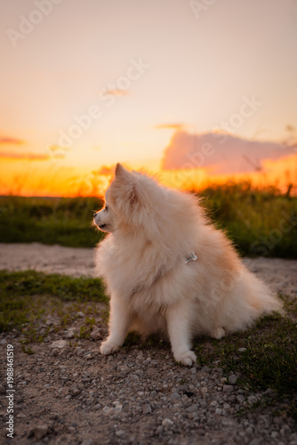 A cute and fluffy Pomeranian on a walk. A playful little dog. A beautiful sunset in a field during a trip outside the city, enjoying the fresh air.