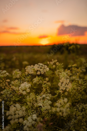 Beautiful sunset in nature in a field during a trip outside the city with fresh air.