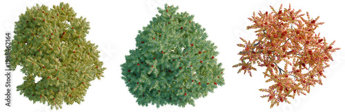 Photos Rhus typhina tree plan, top view, cutout, transparent background, isolate, Detai