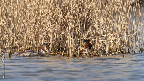 Pair of Great Crested Grebe (Podiceps cristatus) Building a Nest