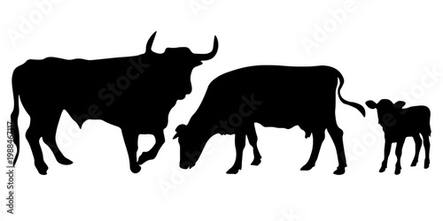 Set of cow silhouettes including calf. Black shapes isolated on white background. Ideal for agriculture, dairy farming, branding and packaging design.