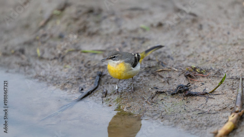 Grey Wagtail (Motacilla cinerea)