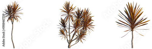 Cordyline australis red tree, elevation, front view, cutout, transparent background, isolate, Elegant Palm Tree Branch with Detailed Texture and Natural Beauty, Perfect for Design Elements