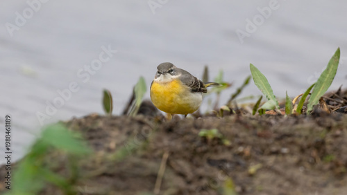 Grey Wagtail (Motacilla cinerea)