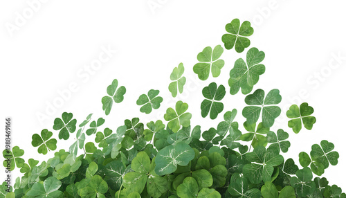 None Lush green clover leaves isolated on transparent background