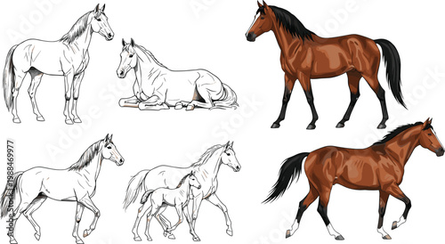 Set of Horse Illustrations in Different Poses and Colors for Animal, Equestrian, and Nature Design Projects