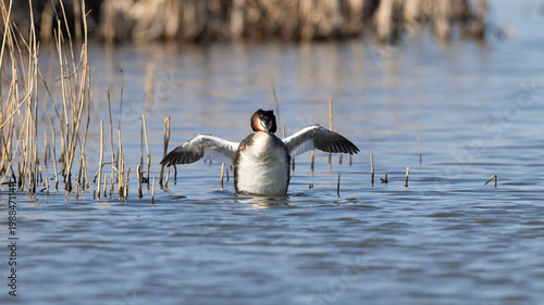 Great Crested Grebe (Podiceps cristatus) Flapping Facing the Camera