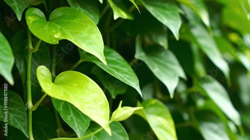 Lush green ivy plant with heart shaped leaves swaying in the breeze, natural texture close up