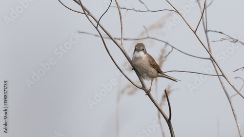 Common Whitethroat (Curruca communis) Singing in a Tree
