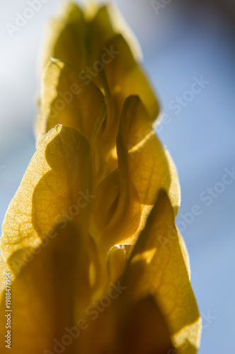 close up of yellow flower