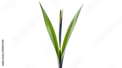 Single sweet flag plant with green leaves and flower spike on white background