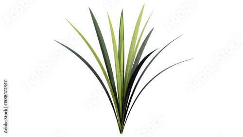 Bunch of long green pointed leaves isolated on white background