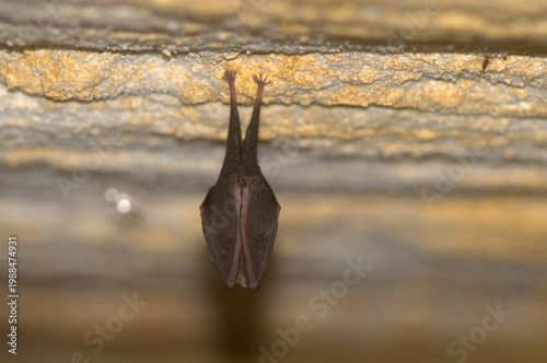Canvas Print Wild lesser horseshoe bat, Rhinolophus hipposideros, wrapped in its wings inside