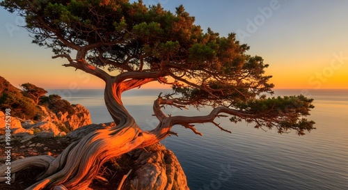 Coastal bonsai a dramatic cypress tree overlooking a golden sunset ocean view