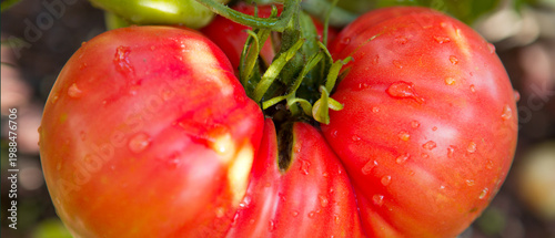 Red beefsteak tomato in the home garden.