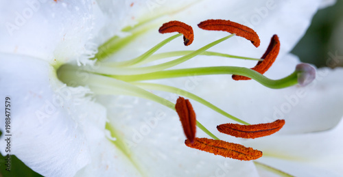 Macro white lily flower isolated on green background