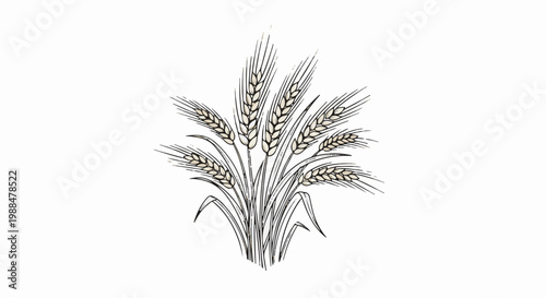 Stylized drawing of wheat stalks with grains and leaves, hand-drawn sketch