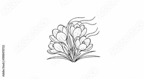 Detailed line art sketch of a cluster of blooming crocus flowers