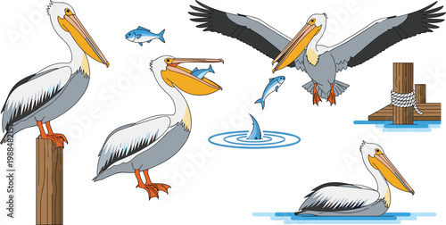 Pelican Vector Set Featuring Water Birds In Various Poses Including Flying Catching Fish And Perching On Wooden Posts For Marine Biology Coastal Nature And Wildlife Graphic Designs
