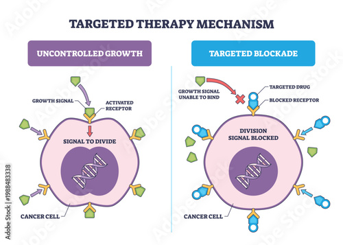 Targeted therapy mechanism contrasts uncontrolled growth vs receptor blockade, showing cancer cell, receptors, and targeted drug molecules. Outline diagram