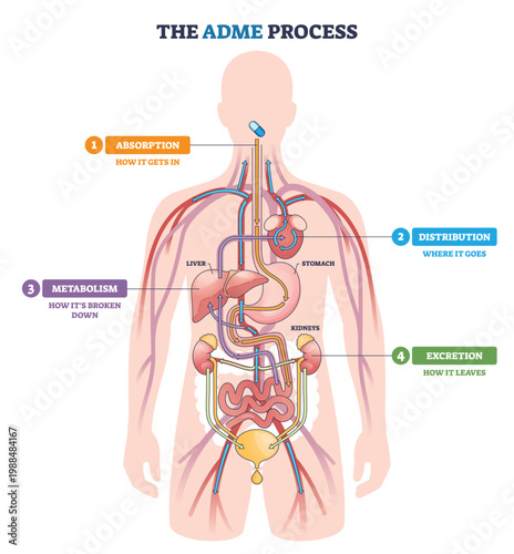 ADME process flow maps a drugs journey in the body absorption, distribution, metabolism, excretion highlighting pill, liver, and kidneys for clarity. Outline diagram