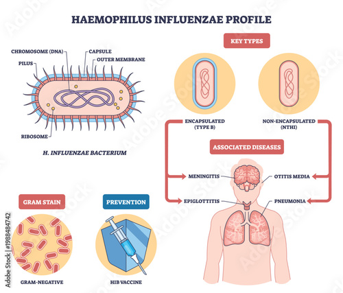 Haemophilus influenzae profile illustrates bacterium structure, disease targets (brain and lungs), and Hib vaccine prevention, encapsulated vs non encapsulated types. Outline diagram