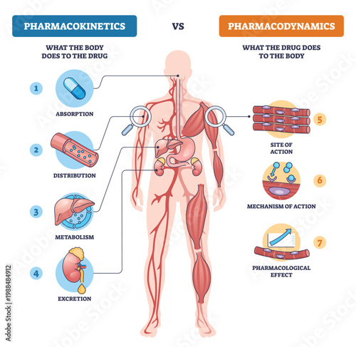 Pharmacokinetics vs pharmacodynamics contrast, how the body handles a drug (ADME) versus drug action and effects, shown with human body, pill, liver-muscle focus. Diagram