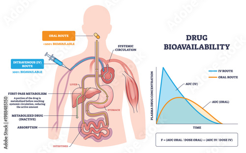 Foto Drug bioavailability outline shows oral vs IV absorption and first-pass effects through liver and gut, pill, syringe, and concentration-time graph illustrate systemic exposure