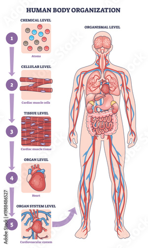 Human body organization shown from chemical to organismal levels, highlighting heart, brain, and blood vessels to explain system hierarchy and structure. Outline diagram