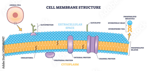 Cell membrane structure illustrating selective barrier and transport, phospholipid bilayer with channel proteins, key objects, bilayer, integral protein. Outline diagram